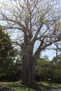 Baobab... árvore da África...