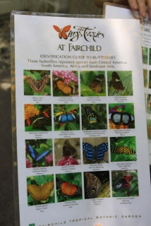 Folheto explicativo sobre as espécies de borboletas existentes no borboletário....
